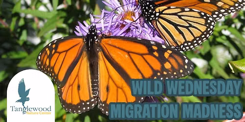 Wild Wednesday - Migration Madness