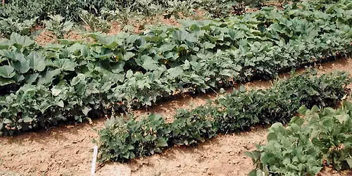 Fall in Florida is great for Growing Vegetables