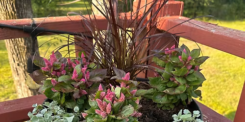 11-17-2025 Flowers and Herbs in Containers