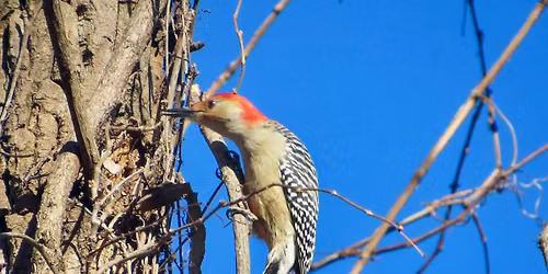 Afternoon Bird Hike