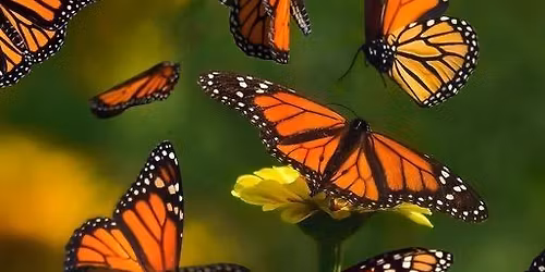 Monarch Migration Release