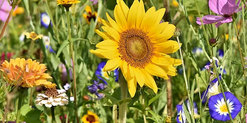 Roots of the Season: Cooling The Body, Calming The Mind