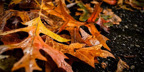 Public ReadAround, Fall Circles
