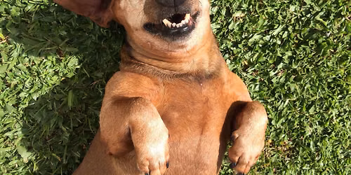 Bark for the Park