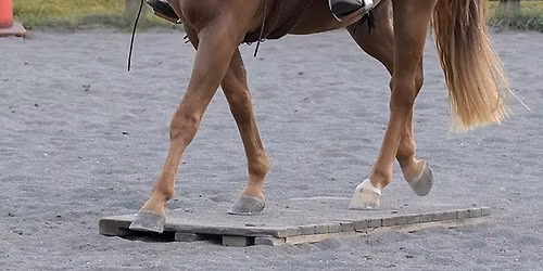 Hauraki Western Riding Club Ranch Trail Training