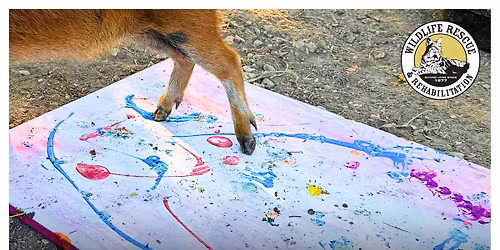 Artistic Animals 2025