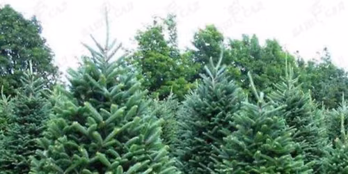 Rozpocz\u0119cie sprzeda\u017cy Choinek 