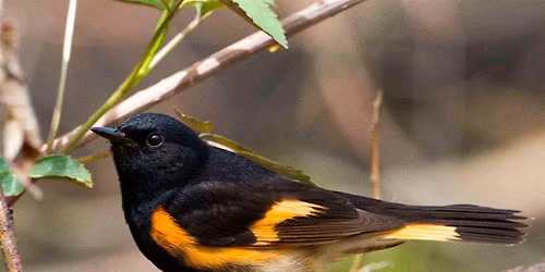 Birding Beyond the Basics: Advancing Your Local Songbird ID