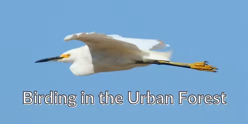 Birding in the Urban Forest