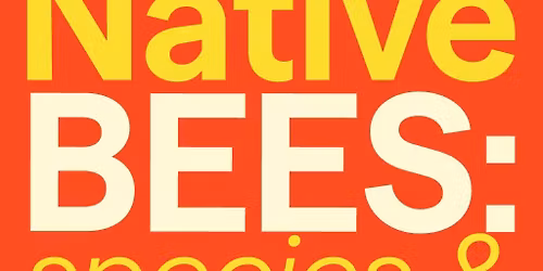 Native Bees: Species & Superpowers