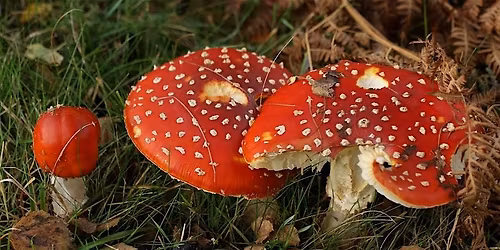 Autumn Survivors: Seeds, Seasons and Surprises Guided Walk