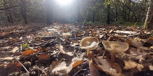 2 W0ODS 1 DAY MOOCH  \ud83c\udf44 