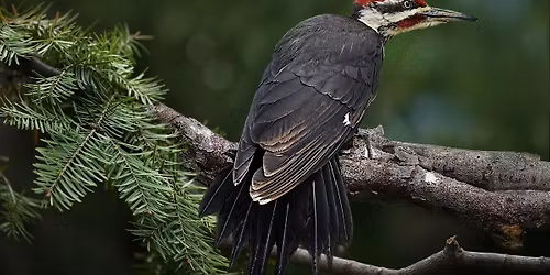 Wonderful Woodpecker Walk