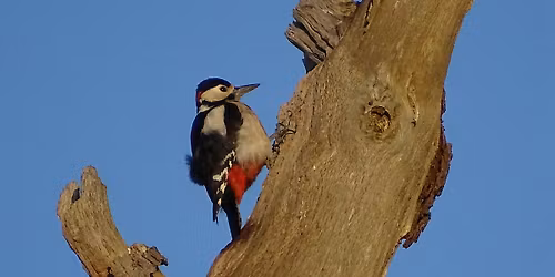 Winter Bird Walk 2025