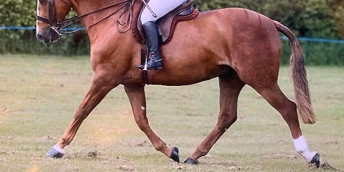 NEW DATE!! Preparing and Training the show horse with Jade Thompson 