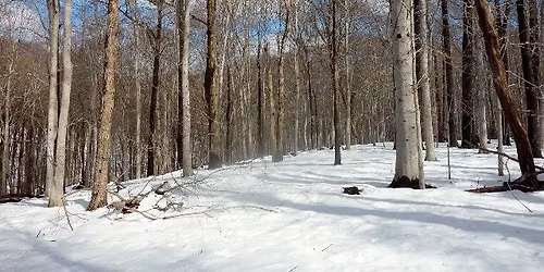 Hidden Gems: Flint Woods Hike