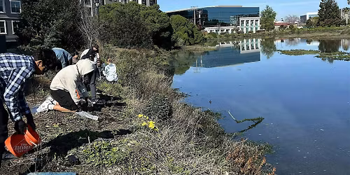 Volunteer Outdoors in Redwood City: Habitat Restoration at Redwood Creek