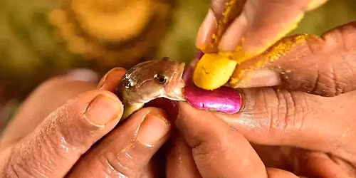 FISH MEDICINE