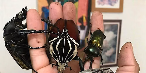Friend or Foie Gras? Curating Insects Through Domestic and Culinary Lenses