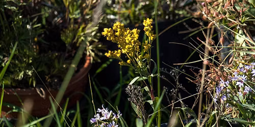 Grow With Us Native Plant Giveaway: Sept 23