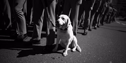 PAWS for Hope and Understanding: service dogs for veterans