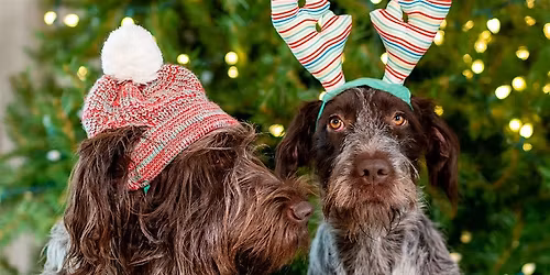 Santa Paws at The Kingsley