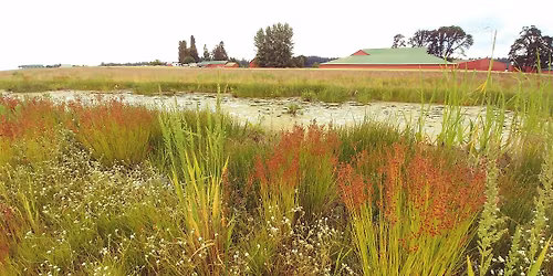 Practical Wetland Plant ID - May 2026