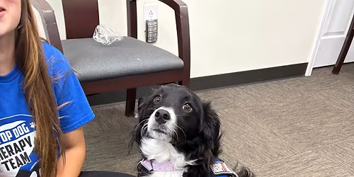 Pet First Aid\/CPR class