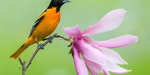 Songbirding!  Breeding Song Birds Session