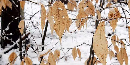 Class: Winter Woody Tree Identification (FULL)