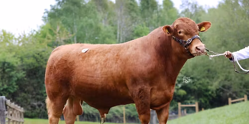 Midland Club Show & Sale