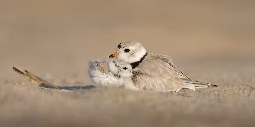 Beach Babies: Long Island's Nesting Shorebirds