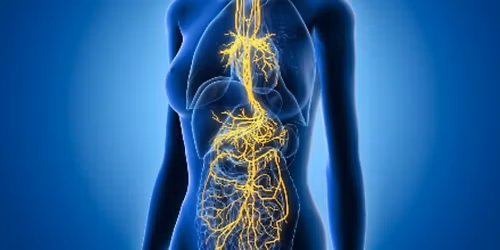 VAGUS-WORKSHOP: Ut av hodet og inn i kroppen