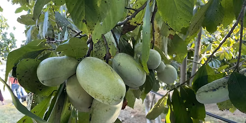 Gulf South Pawpaw Symposium