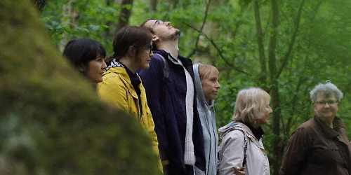 Forest Bathing at Sherwood Forest