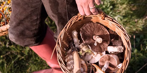 Forest to Table: Foraging & Cooking Class