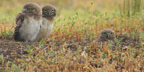 Poetry Writing on the Prairie