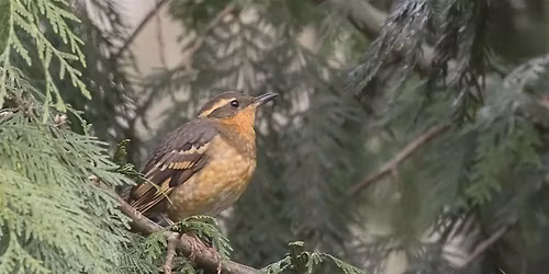 Whatcom Falls Park Birding
