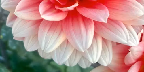 RSVP In Person Sale Bloom Patch Farm and 3 Monkeys Nursery 