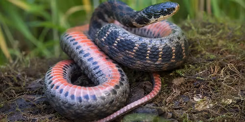 47th Annual Midwest Herpetological Symposium