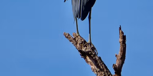 Birding Tours
