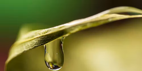 Unity with Nature VIRTUAL ON-LINE Guided Meditations