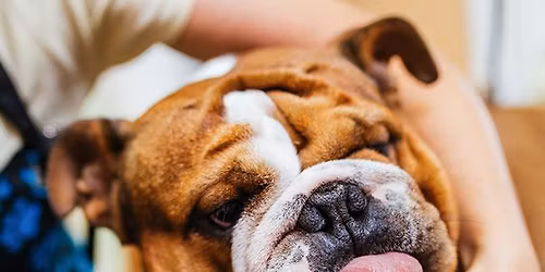 A1 Pet NW Store - $10 Pet Nail Trims