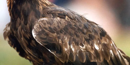 Birds of Prey