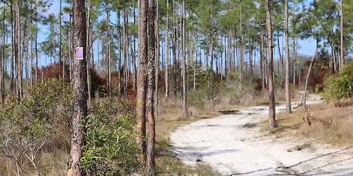 Guided Walk: CREW Flint Pen Strand Trails (Purple Trail)