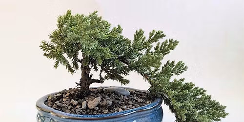 Bonsai 101