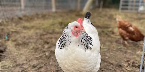 Chicken Keeping Basics