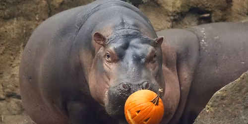 HallZOOween presented by General Electric Credit Union