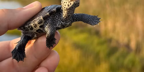 Terrapin Appreciation Day