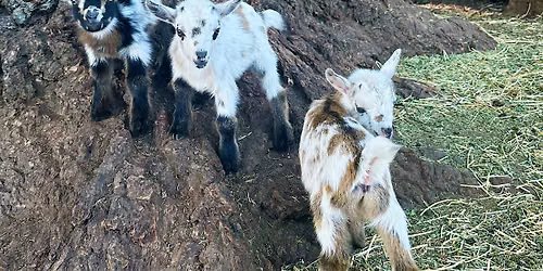 Goats & Beer Farm Tour